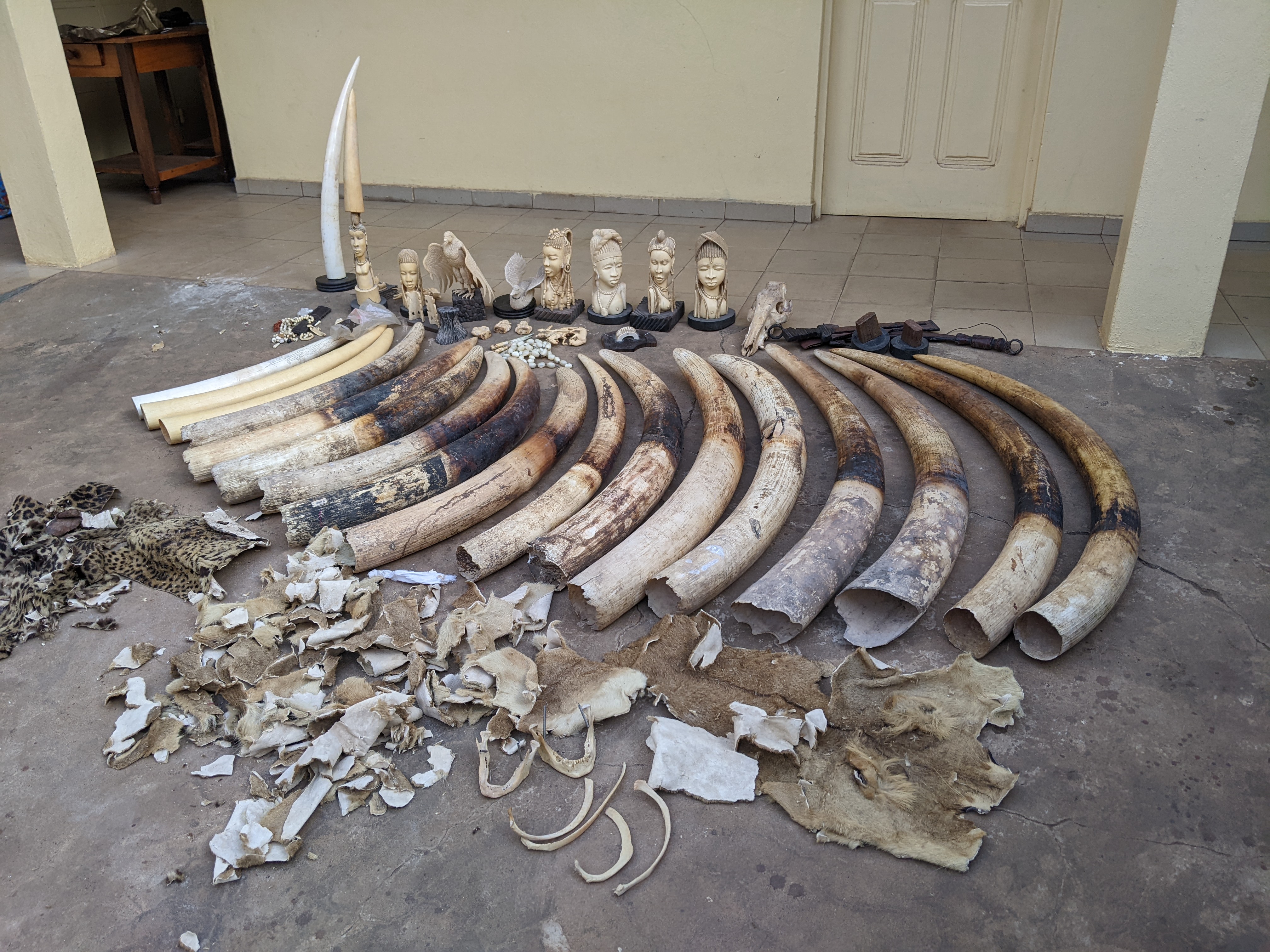 Trafic illicite d’espèces sauvages protégées : du pangolin à l’éléphant, le mythe de l’ivoire et des écailles